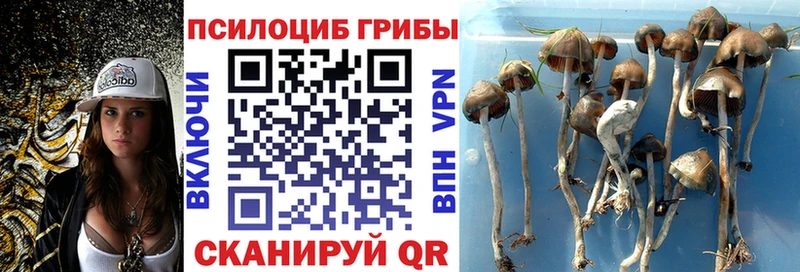 купить наркотик  Теберда  Галлюциногенные грибы мицелий 